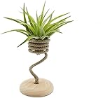 Tillandsia Velutina Viva con Rope Singolo – Air Plant Naturale da Interno | Pianta Aerea Senza Terra, Facile da Curare | Decorazione Green per Casa e Ufficio | Idea Regalo Originale