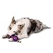 PetSafe Busy Buddy Waggle Dog Toy, Medium/Large