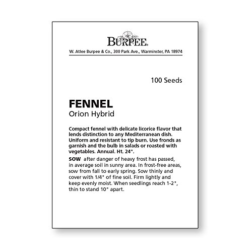Burpee Orion Hybrid Fennel Seeds 100 Seeds #TOP3