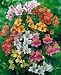 20 PERUVIAN LILY MIX Alstroemeria Dr Salters Flower SeedsComb S/H by Seedville