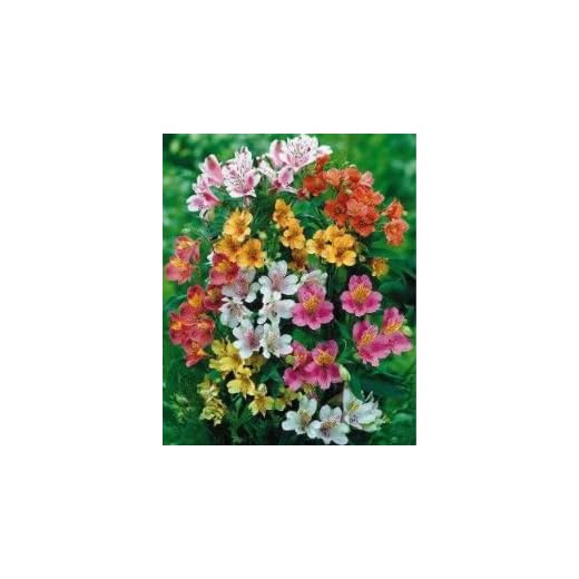 20 PERUVIAN LILY MIX Alstroemeria Dr Salters Flower Seeds *Comb S/H by Seedville
