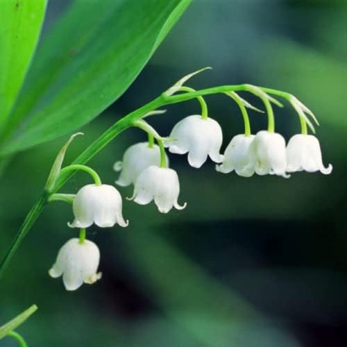 5 Lily of The Valley Bulbs for Planting Lilies Flower