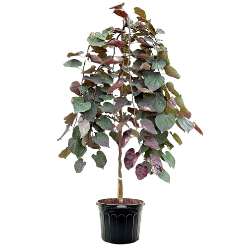 Ruby Falls Weeping Redbud, Year Round Interest, Purple Green Foliage,