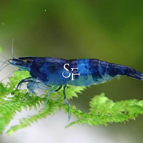 SF AQUATIC 20 Blue Dream High Grade Live Shrimp Freshwater Aquarium. Breeding Age. Live Arrival Guarantee. Cover