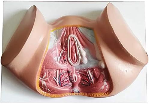 LBYLYH Female Model Of The Perineum, Anal Model Urogenital System, Teaching