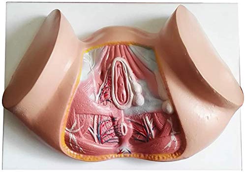 LBYLYH Female Model Of The Perineum, Anal Model Urogenital System, Teaching