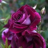 Heirloom Roses Rose Plant - Burgundy Iceberg™ Purple Rose Bush, Shrub Live Plant for Planting Outdoors