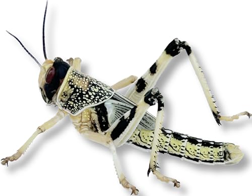 Livefood UK 100 Medium size 15mm to 30mm Live Locusts supplied in woven bag (100 Locusts in woven bag)