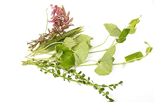 Lincolnshire Pond Plants Ltd - Loose Live Aquarium Plants - Aquatic Plants for Your Fish Tank - 10 Loose