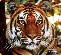 Amazon.com: Handstands National Geographic Bengal Tiger Mousemat