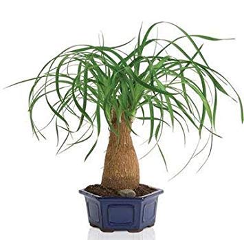 Palma Beaucarnea (Nolina) Recurvata (Piede d'elefante, Coda di Cavallo) Palma - 10 Semi