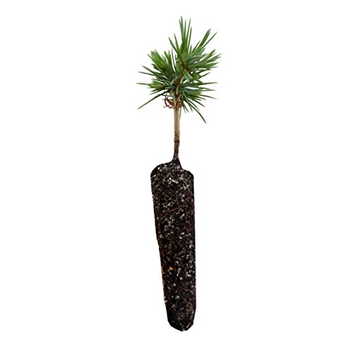 Bristlecone Pine | Small Tree Seedling | The Jonsteen Company Bristlecone Pine | Small Tree Seedling | The Jonsteen Company