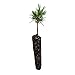 Ancient Bristlecone Pine | Live Tree Seedling (Small) | The Jonsteen Company
