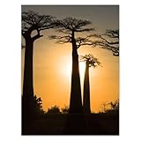  Sticker mural décoratif 30 x 40 cm Baobabs de Madagascar N° H10058M_NS1D