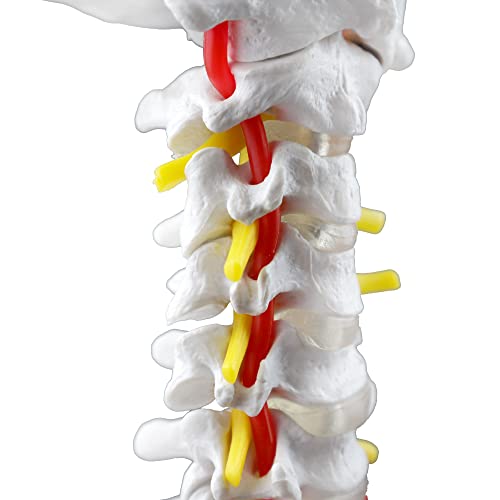 Image of Parco Scientific PB00052 Cervical Spine with Nerves & Arteries Life-Size, Articulated, 7 Cervical Vertebrae, Intervertebral Discs, Occipital Bone, Spinal Cord, Paired Spinal Nerves & Vertebra