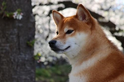 ỹ|XgJ[hzČCN^Ẽ}Voƍ̗tnKLPOphoto by MIRO