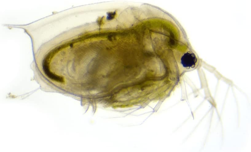 Swell Live Daphnia Aquarium Fish Food 10 Pack. Outstanding Tropical Fish Food.