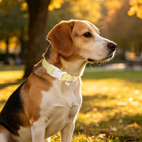 Image of ARING PET Dog Collar for Puppy Small Medium Large Dogs-Yellow Stripe M | Cute Spring Summer Fall Pet Collars with Bow Charm for XS S M L XL Boy Girl Dogs, Daily Wear Outdoor Walk Neighborhood Stroll