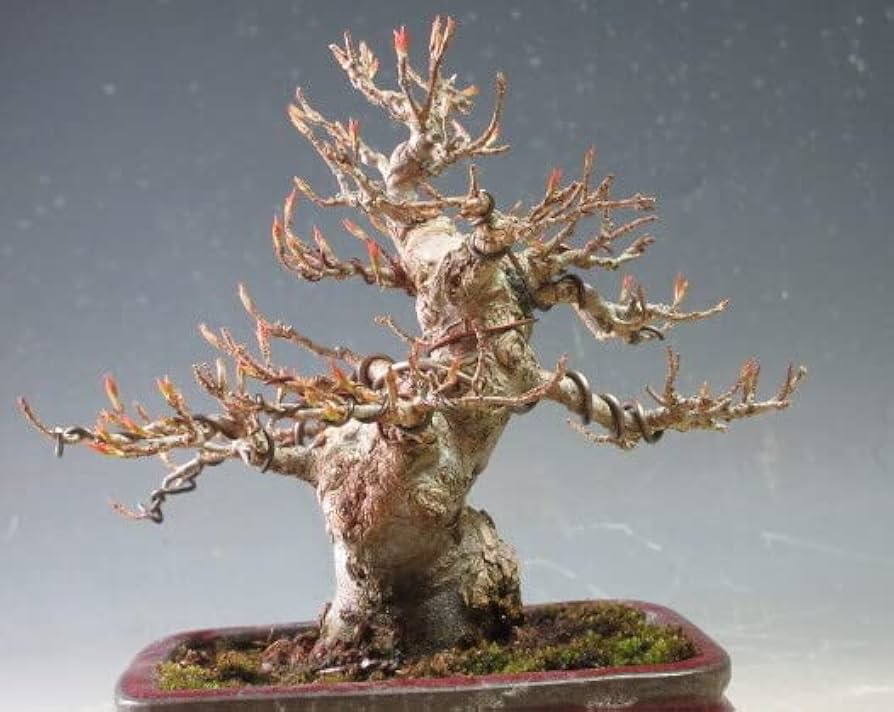 楓　小品盆栽 楽天市場】（株）一樹園 楓 小品盆栽／樹齢15年 : 一樹園