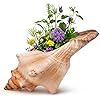 Amazon.com: Giant Natural Conch Shell, Striped Fox Conch Seashell 6-7 ...