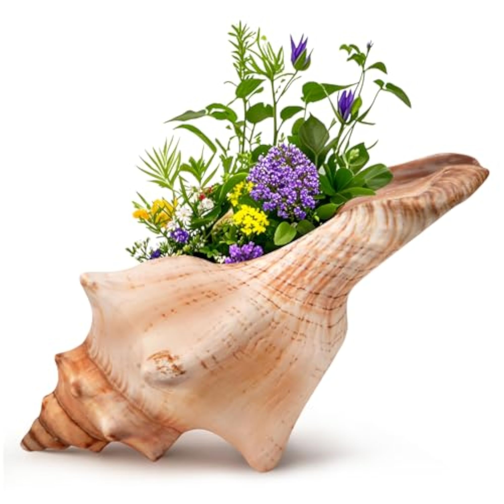 Giant Natural Conch Shell, Striped Fox Conch Seashell