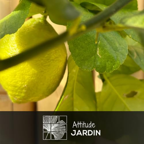 Agrume méditerranéen Citrus limon, l'excellence de l'arbre fruitier - 3