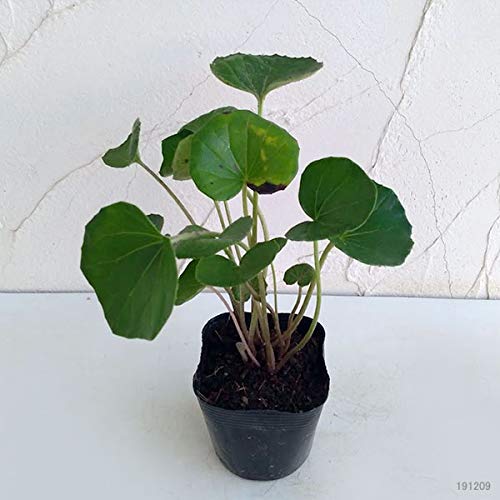 ツワブキ×３ Amazon.co.jp: ツワブキ3-3.5号ポット2株セット[石蕗 グランドカバー