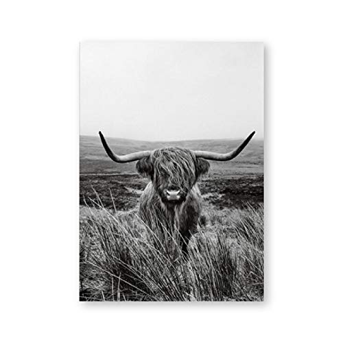 Tableau vache des Highlands encadré pour une décoration murale nature