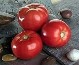 15 Semillas de Bella Rosa Vffna híbrido - Tomates temporada media