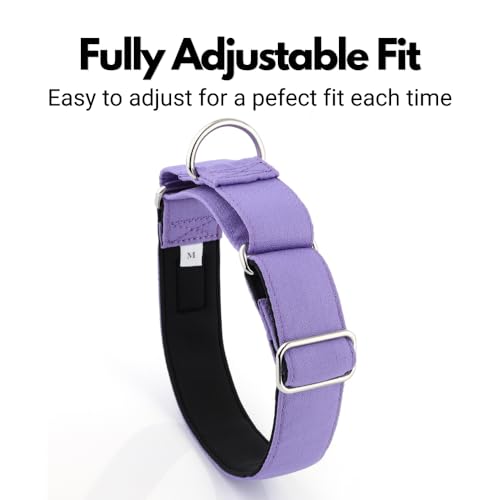 Collier martingale violet rembourré lévriers haute qualité - 7