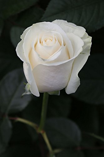 50 Mother's Day Farm Fresh White Roses Bouquet By Justfreshroses | Long Stem Fresh White Rose Delivery | Farm Fresh Flowers #TOP1