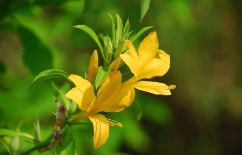 Bharat Herbs Care® Bajradanti Live Plant वज्रदंती,पिवळी कोरांटी, Katsaraiya, Piyabansa, Barleria Prionitis, kuranta(1 live plant in poly bag) (B0977D7CVV) Amazon Price History, Amazon Price Tracker