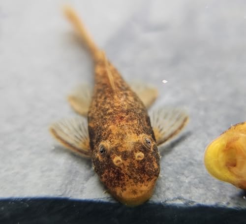 The Frog House Pleco 1-2 Juvenile Super Red Calico Bristlenose Plecostomus Freshwater Aquarium Fish