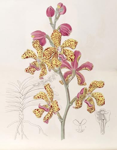 Tableau Vandopsis Lissochiloides 60x90cm impression art sur toile pour mur
