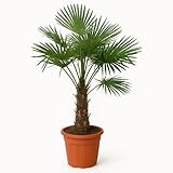 Bloomique - Trachycarpus Fortunei - Chinesische Hanfpalme - Winterharte Palme - Gartenpflanzen - 120-150 cm Hoch - Topf 30 cm