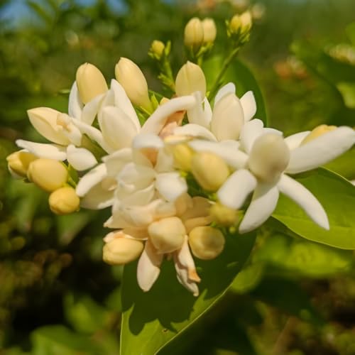 Image of Chameli Jasmine Live Flowering Plant with Pot | Mogra Plant Live | Fragrant White Jasmine Flower Plant for Home Garden Balcony Terrace Indoor Outdoor