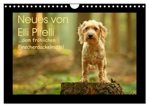 Neues von Elli Pirelli, dem fröhlichen Pinscherdackelmädel (Wandkalender 2024 DIN A4 quer), CALVENDO Monatskalender: Bilder eines Pinscherdackels (CALVENDO Tiere)
