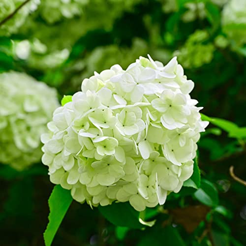 bola de nieve de invierno resistente - semillas - Serie Raras Decoración con semillas arbustos hoja perenne resistentes 40pcs