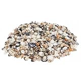 Kleine Dekomuscheln gemischt, 1 kg