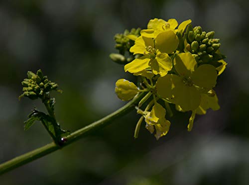 KIRA SEEDS - Seeds Black Mustard - Heirloom Vegetable - GMO free - Image 9