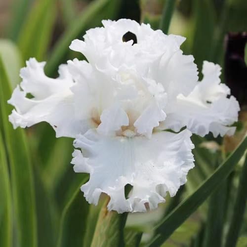 Bulbi di iris perenni resistenti, da giardino balcone decorativi 9pcs