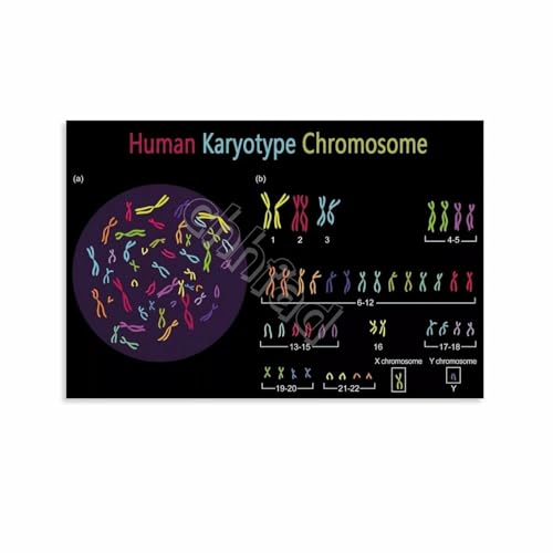 Human Karyotype Chromosome Poster