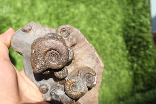 Image of Natural Platyclymenia /Goniatetes Plate Natural Fossil Ammonite Fossil Fossil from Morocco A29