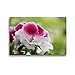 Produktbild CALVENDO Premium Textil-Leinwand 45 x 30 cm Quer-Format Edelpelargonie 'Elegance Bravo' (Pelargonium grandiflorum), Leinwanddruck von Dieter Fuchs