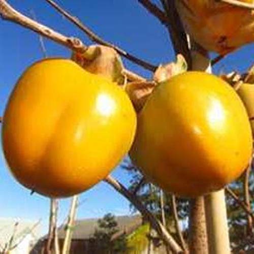 Preisvergleich Produktbild Diospyros Kaki Neustadt Weinstrasse chinesische Dattelpflaume veredelt ca. 80-120 cm im 5-7,5 L Topf