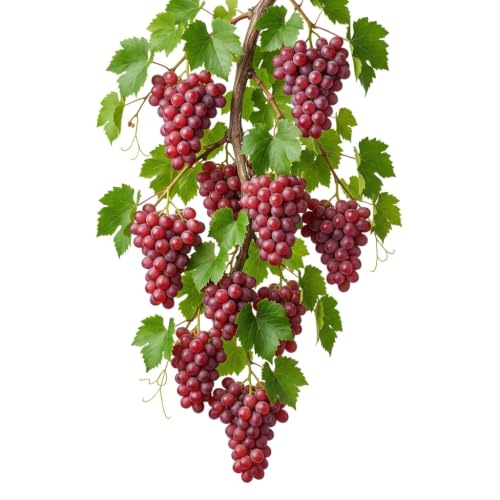 Greenursery Flame Seedless Grape Live Plant – Early Fruiting Variety