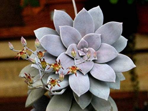 Ghost Plant Graptopetalum Pentandrum Superbum Flowering Succulent Rooted 2" Pot