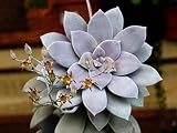 Ghost Plant Graptopetalum Pentandrum Superbum Flowering Succulent Rooted 2" Pot