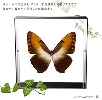Amazon.co.jp: 昆虫標本 蝶の標本 ヘクバモルフォ アクリル