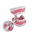 Large Dental Teeth Model,YOUYA DENTAL Teaching Study Brushing Tooth Model Tools with Toothbrush & Removable Lower Teeth for Kids Oral Care Teaching